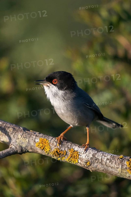 Granelli, Italy, Pantani Cuba and Longarini, velvet warbler, Sardinian warbler, Sylvia melanocephala, migratory bird sanctuary, Pantani Cuba & Longarini migratory bird sanctuary, birds, song, high size, portrait format, Italy, male, passeri, singing, songbirds, Sicily, songbirds, foundation pro biodiversity, birds