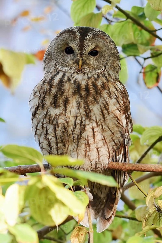Tawny owl (Strix aluco), North Rhine-Westphalia, Germany