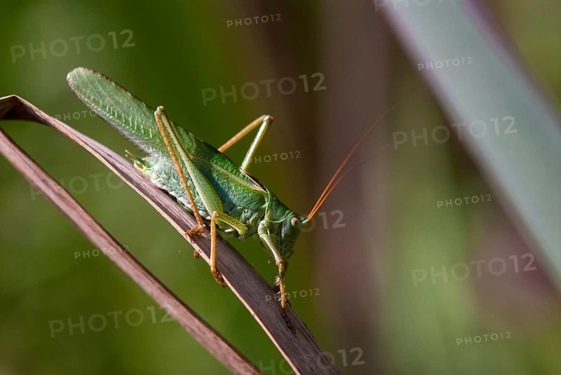 Grasshoppers, Great Green Bush Cricket, Big Hayhorse, Hayhorse, Deciduous Locusts, Singhoppers, Tettigonia Viridissima, Tettigonioidea, Ensifera, Grasshoppers, Locusts, Insects, Insects, Long-Feeler Scares, Male, Male