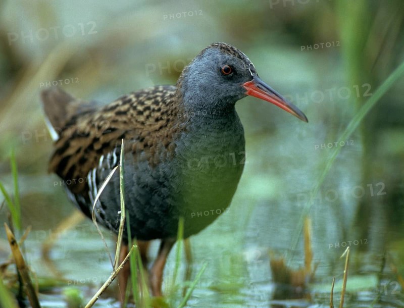 Rallus aquaticus, water rail, birds, gruiformes, cranes, rails, harrows, rallidae, birds, waterbirds, waterbirds, waterbirds