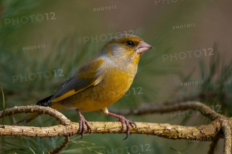 Carduelis chloris, chloris chloris, greenfinch, greenfinch, greenfinch, greenfinch, birds, passeri, songbirds, birds