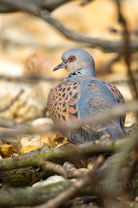 Streptopelia turtur, turtledove, turtle dove, birds, columbidae, doves, high size, portrait, doves, birds