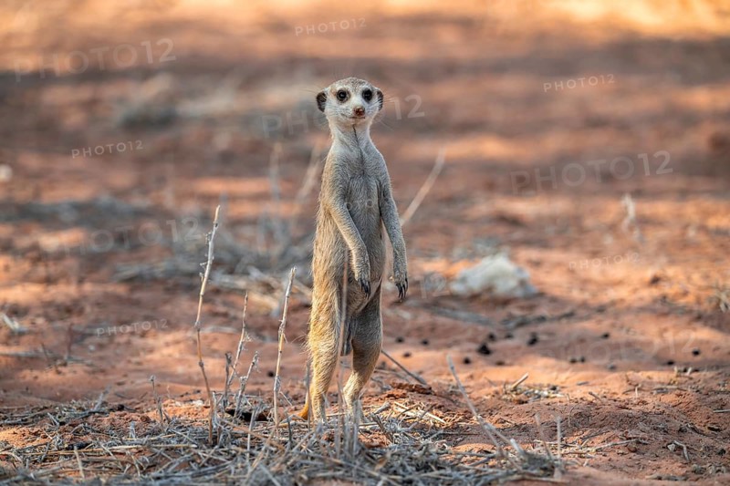 Standing meerkat (Suricatta suricata), on guard, Kgalagadi Transfrontier Park, Northern Cape, South Africa