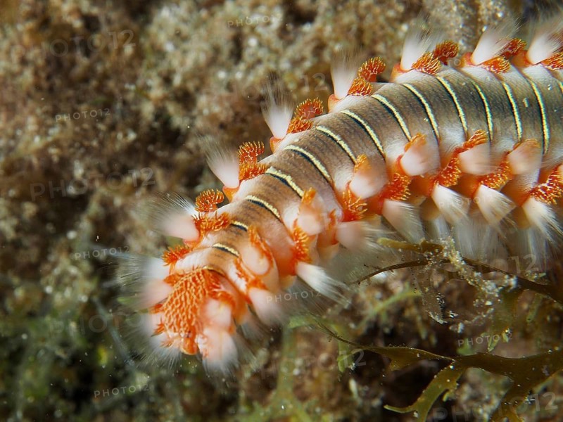 Bristle worm, fire bristle worm (Hermodice carunculata), showing its red bristles in a striking close-up, dive site: El Cabron Marine Reserve, Arinaga, Gran Canaria, Spain, Europe, Atlantic Ocean