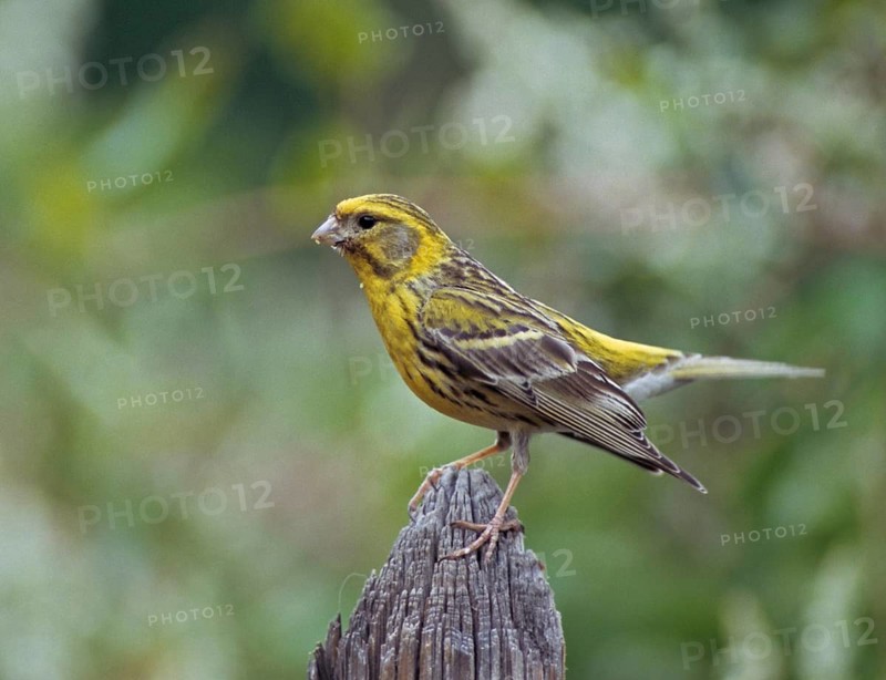 European Serin, serine, serinus serinus, birds, garden fence, garden fence, male, passeri, songbirds, birds