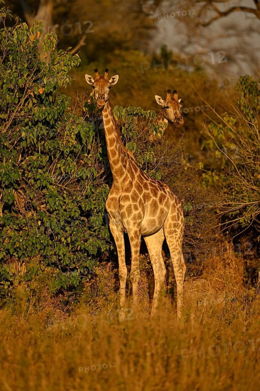 South African giraffes (Giraffa giraffa giraffa), blue hour near Atzaró Camp, Okavango Delta, North-West District, Botswana