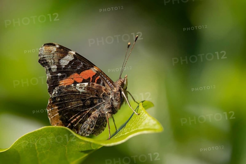 Red admiral butterfly (Vanessa atalanta) adult insect resting on a plant leaf in a garden, Suffolk, England, United Kingdom