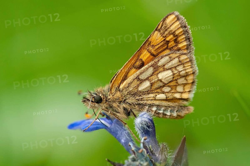 Colorful bighead, carterocephalus palaemon, chequered skipper, yellow cube thighead, butterfly, insects, butterfly, butterflies, butterflies