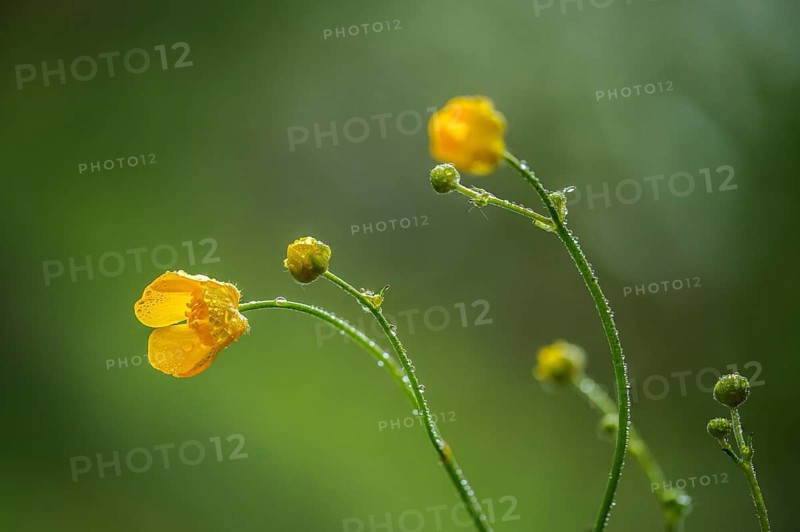 Buttercup plants, ranunculaceae, ranunculus acris, sharp buttercup, common buttercup, flora, giant buttercup, buttercup, meadow buttercup, plants, tall buttercup