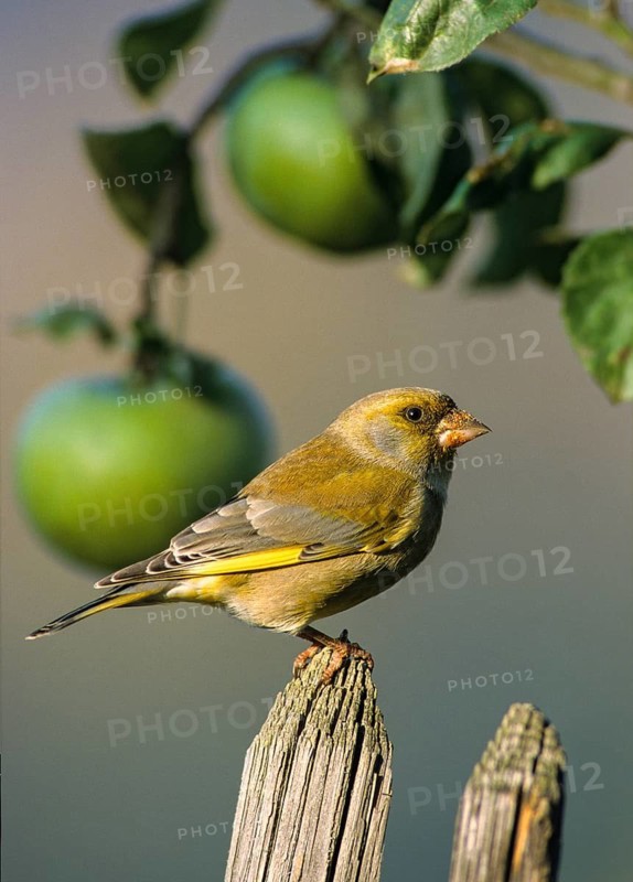 Carduelis chloris, chloris chloris, greenfinch, greenfinch, greenfinch, birds, garden, garden fence, high size, portrait format, leo, male, passeri, songbirds, summer, songbirds, summer, birds, apples