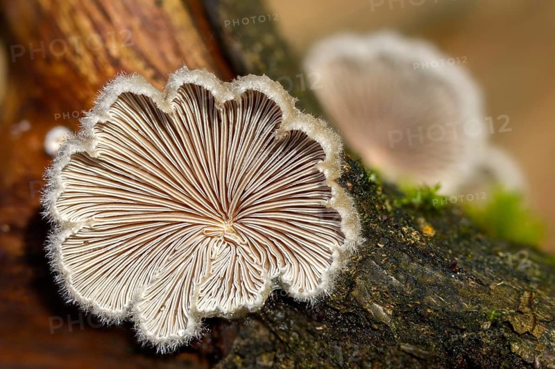 Common porecrust, common cleft leaflet, schizophyllum commune, split gill, fungi, fungus, mushrooms