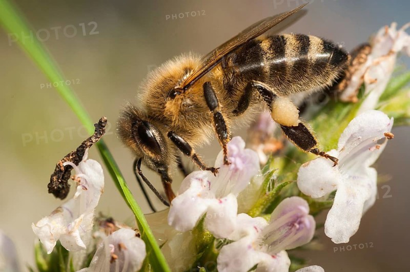 Apidae, apis mellifera, bees, European honey bee, European honeybee, hymenoptera, western honey bee, honey bee, honey bee, honeybee, insects, wild bees