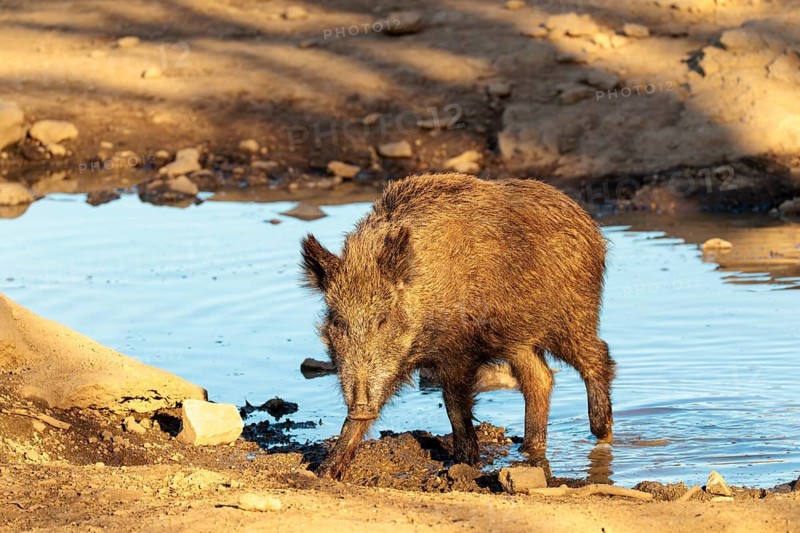 An adult wild boar (Sus scrofa) crosses a small pond at sunrise. Bavaria, Germany