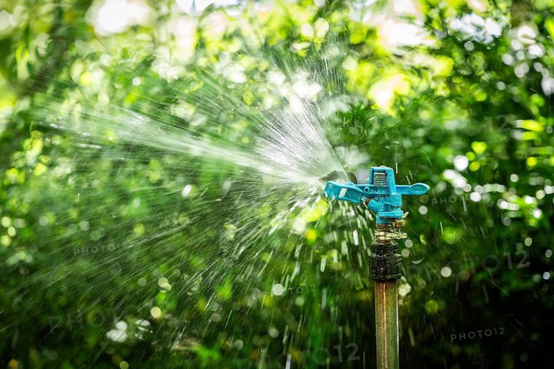 A sprinkler irrigates wet-shining plants, sunlight, Chelsea Physic Garden, historic botanical garden, oldest botanical garden in London, founded in 1673 by the Worshipful Society of Apothecaries, Chelsea, England, Great Britain