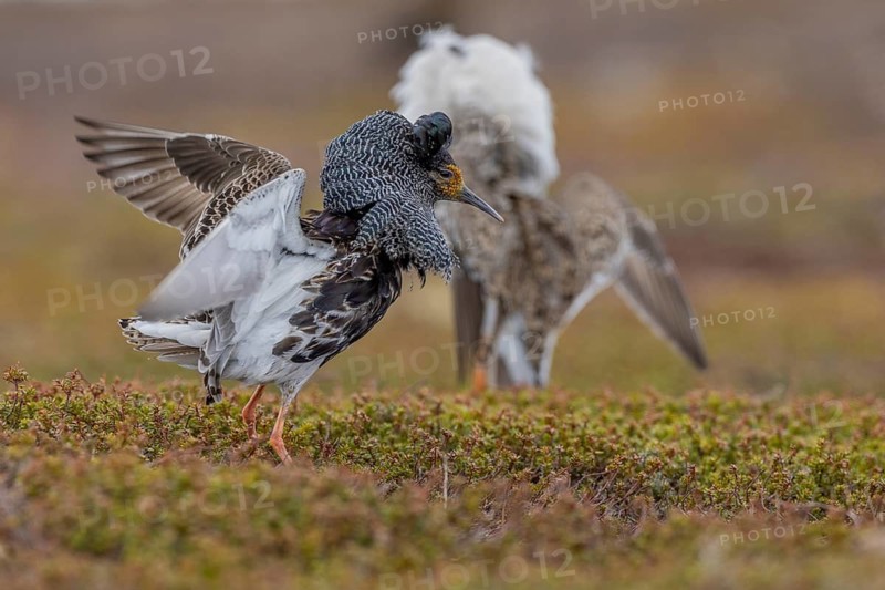 Ruff (Philomachus pugnax), at the mating site, Varanger, Norway