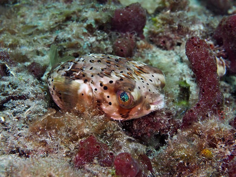 A spot-fin porcupinefish, the brown-spotted puffer (Diodon holocanthus), is perched amongst seaweed in a coral reef at the Nursery dive site, Pompano Beach, Florida, USA