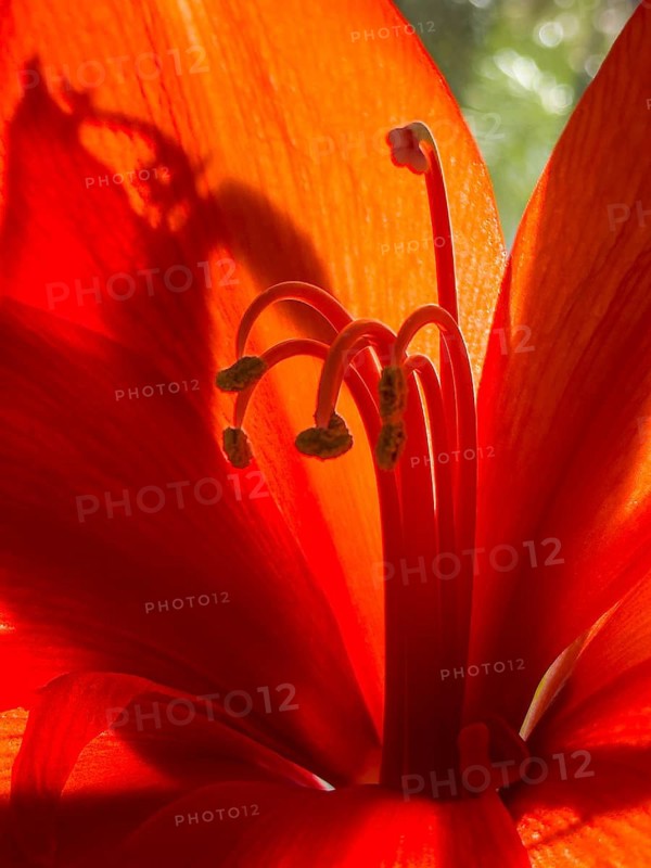 Belladonna lily (Amaryllis belladonna)