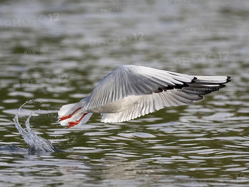 A black-headed gull flying over a lake, Ümminger See, Bochum, Ruhrpott, North Rhine-Westphalia, Germany
