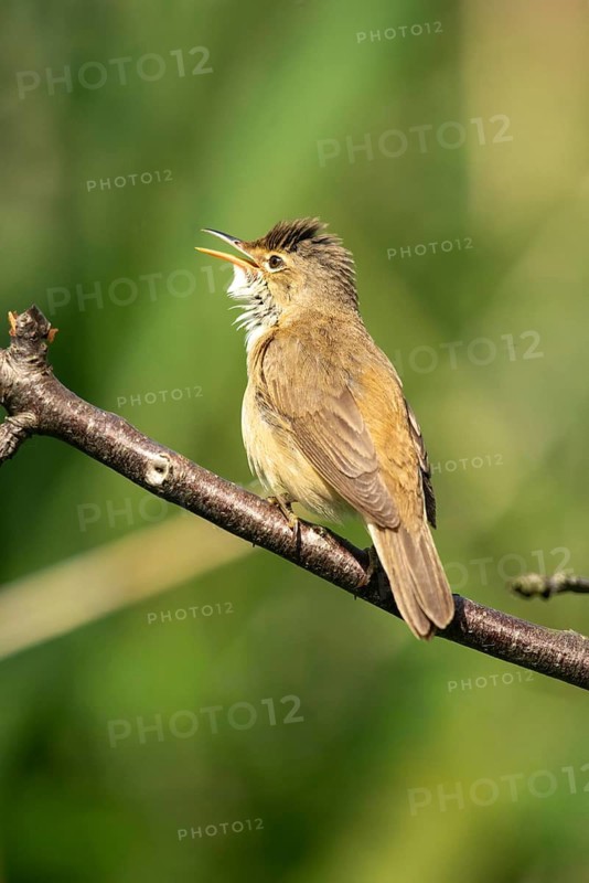 Acrocephalus Scirpaceus, reed warbler, birds, song, high size, portrait format, passeri, singing, songbirds, birds, warbler