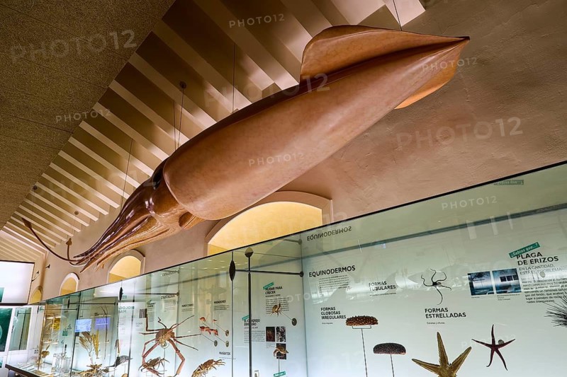 Natural History and Anthropological Museum, Museode la Naturaleza y el Hombre, A large squid model over glass display cases in a museum room, capital city, Santa Cruz de Tenerife, Tenerife, Canary Islands, Spain