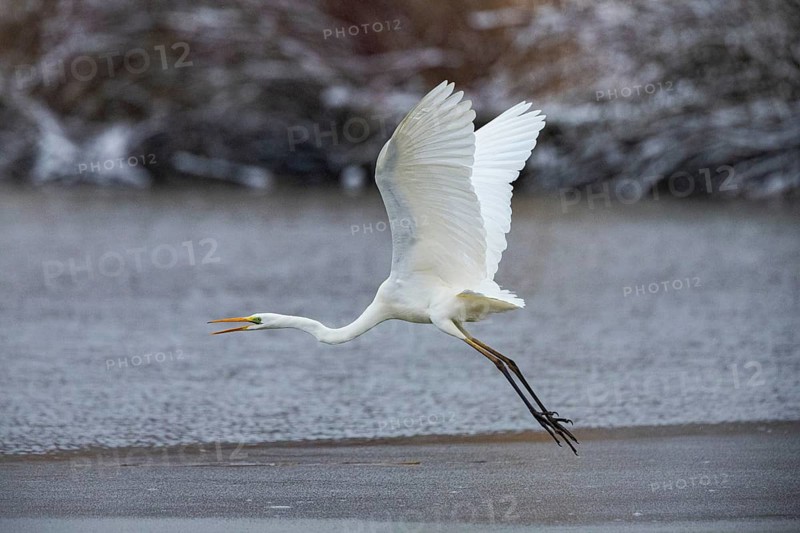 Great White Egret (Egretta alba) Germany