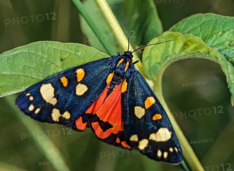 Callimorpha dominula, pretty bear, butterfly, insects, moths, moths, moths, scarlet tiger moth, butterfly