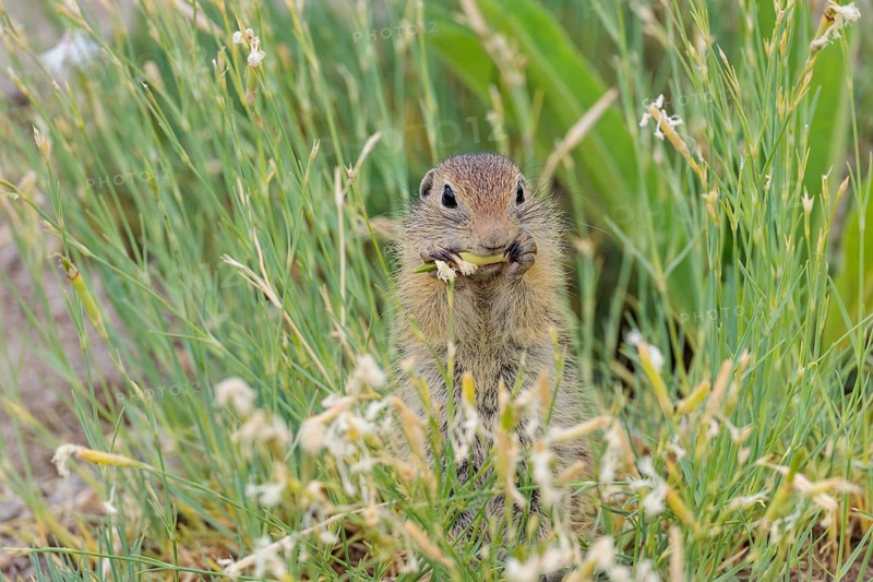 A young European ground squirrel (Spermophilus citellus) eats seats, leaves and flowers in a green meadow with tall vegetation on a sunny day. Austria
