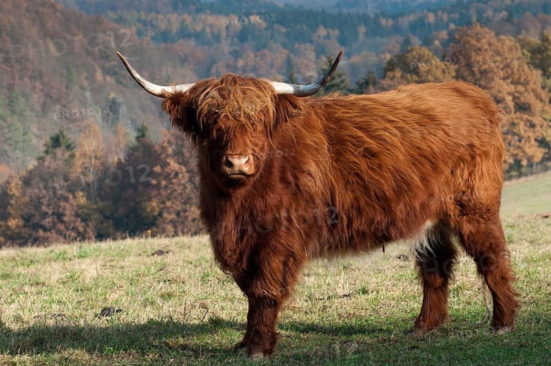 Artiodactyla, bos primigenius f. taurus, even-toed ungulate, highland cattle, kyloe, cloven-hoofed, Scottish highland cattle, domesticated animals, extensive grazing, pet, highland cattle, mammals, cattle, mammals, wild pastures
