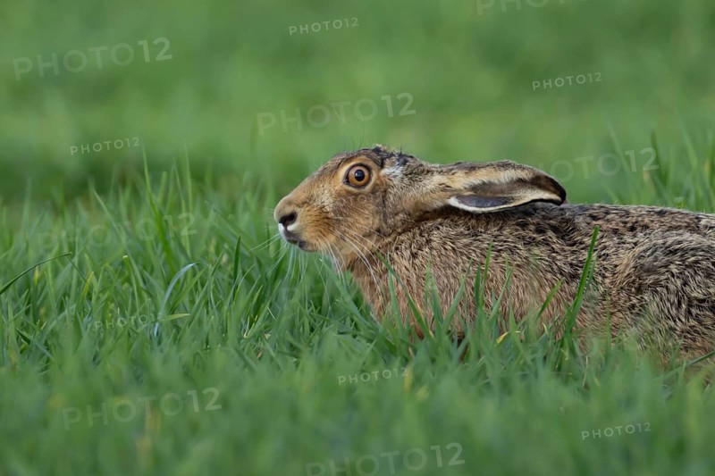 European brown hare (Lepus europaeus) adult animal in a farmland cereal field in spring, England, United Kingdom