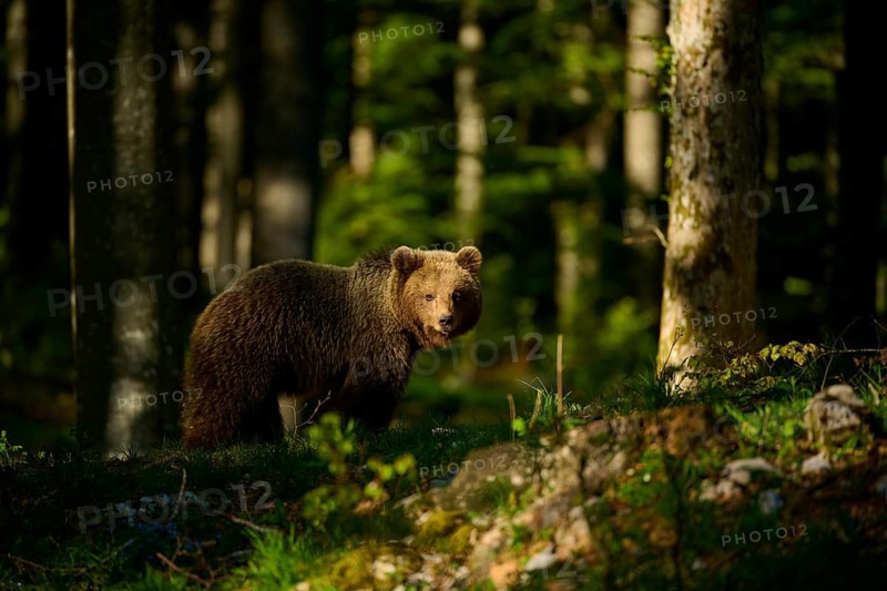 A brown bear standing in a sun-drenched forest, surrounded by trees, European brown bear (Ursus arctos), Slovenia