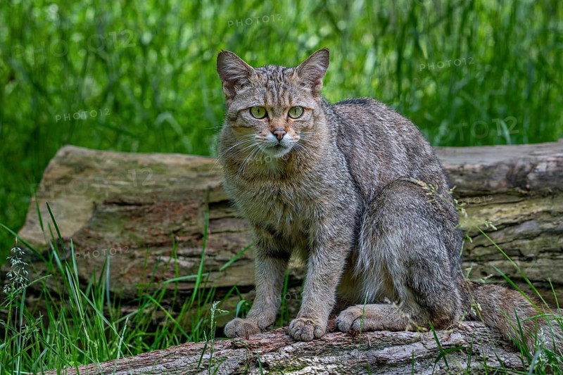 Hunting European wildcat, wild cat (Felis silvestris silvestris) looking for prey from fallen tree trunk in grassland, meadow