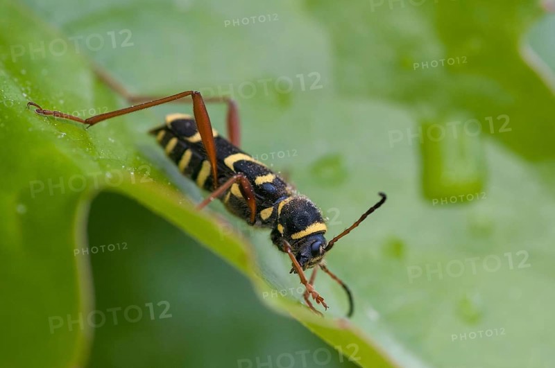 Clytus arietis, common ram ram, ram ram, beetle, longhorn, coleoptera, insects, insects, beetles, wasp beetle