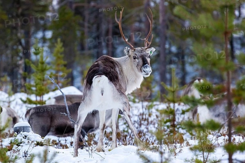Animals, Mammals, Europe, Finland, Lapland, Reindeer in winter, Reindeer (Rangifer tarandus), Finnish Lapland