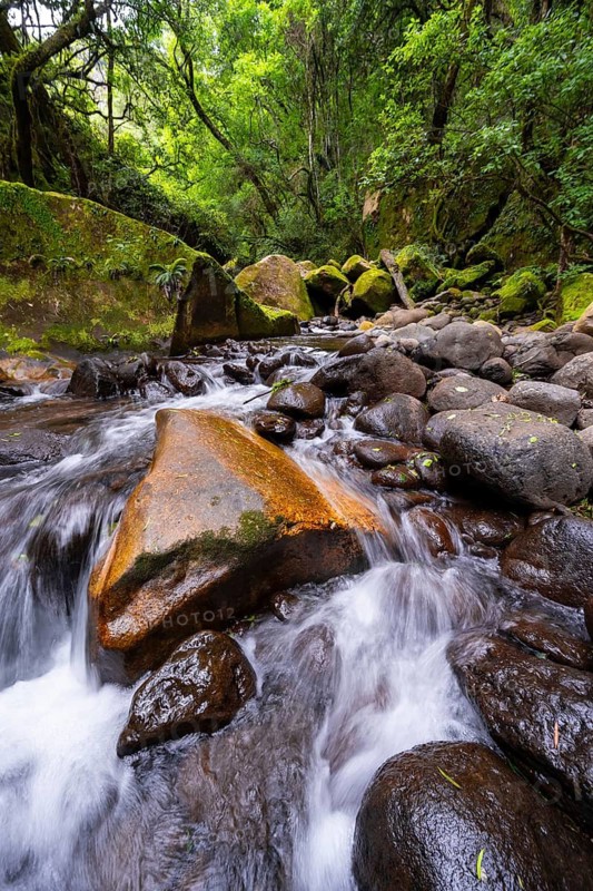 Mhlwazini River flows through thick forest, original mountain forest, Rainbow Gorge, Ukhahlamba-Drakensberg Park, KwaZulu-Natal, Drakensberg Mountains, South Africa