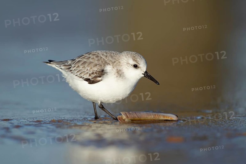 Sanderling (Calidris alba) adult wading bird in winter plumage on a beach, Suffolk, England, United Kingdom