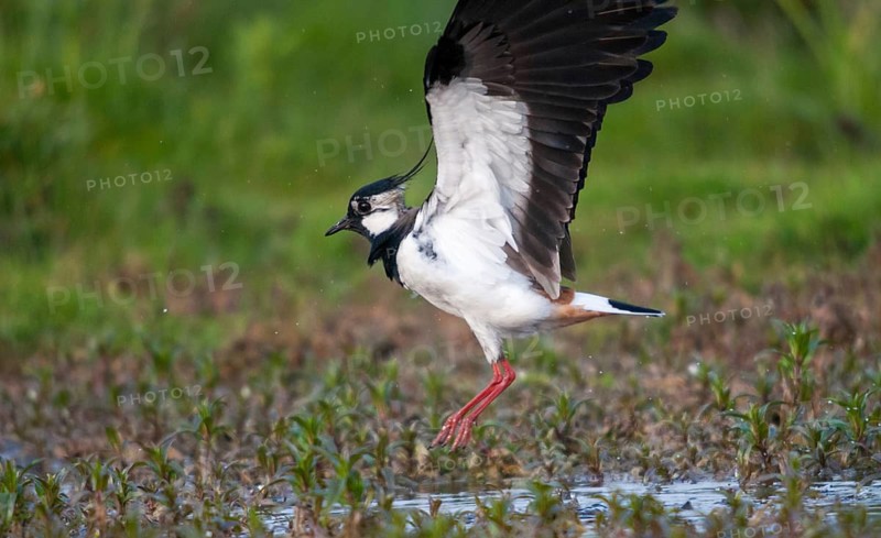 Lapwing, vanellus vanellus, birds, charadriiformes, limikolen, plovers, birds, waders, waders