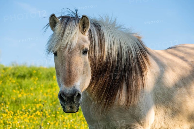 Fjord horse (Fjord pony, Norwegian), mare, portrait, meadow, pasture