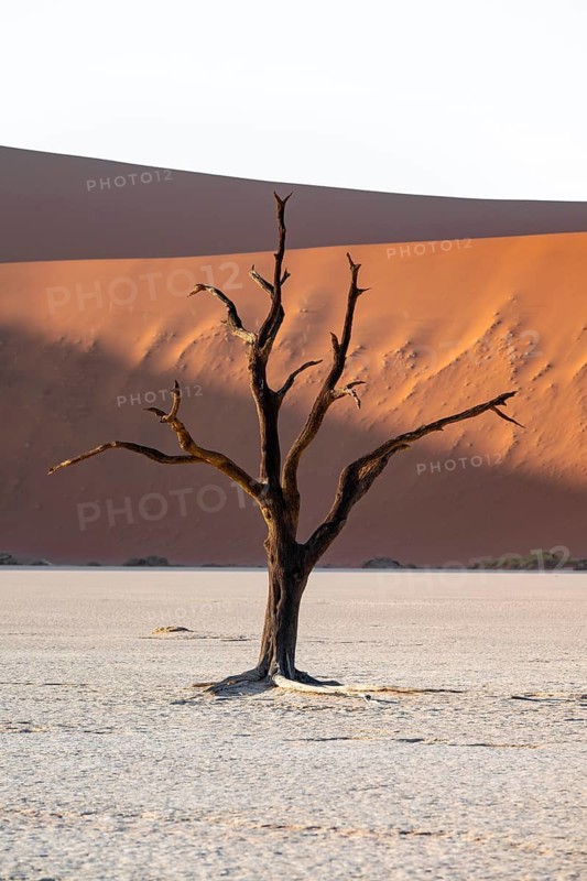 Red sand dunes and white salt pan with dead trees, Dead Vlei, Namib Desert, Namib Naukluft Park, Namibia