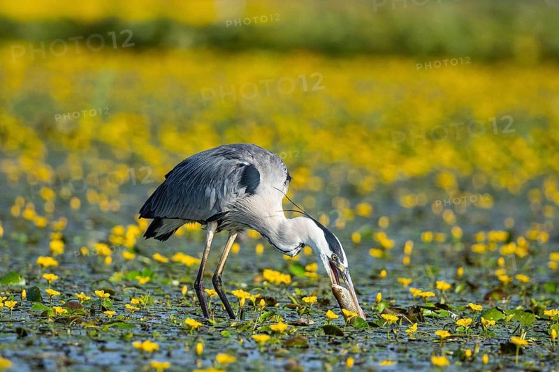 Grey heron (Ardea cinerea) amidst flowering sea pots (Nymphoides peltata) Hungary