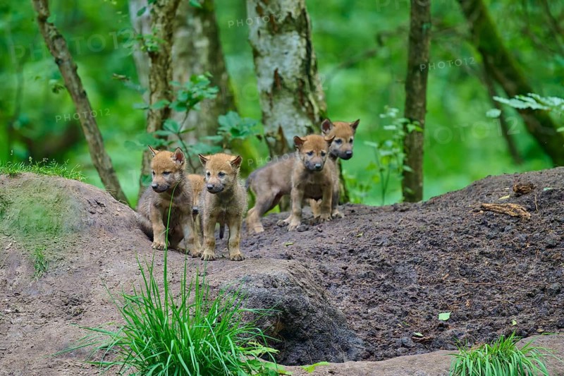 Wolf cubs stand on a mound in the forest, looking intently ahead, Wolf (Canis lupus), Germany