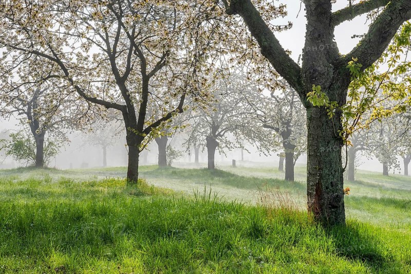Orchard with blooming cherry trees in spring morning, sun shining through fog, near Freyburg, Saxony-Anhalt, Germany