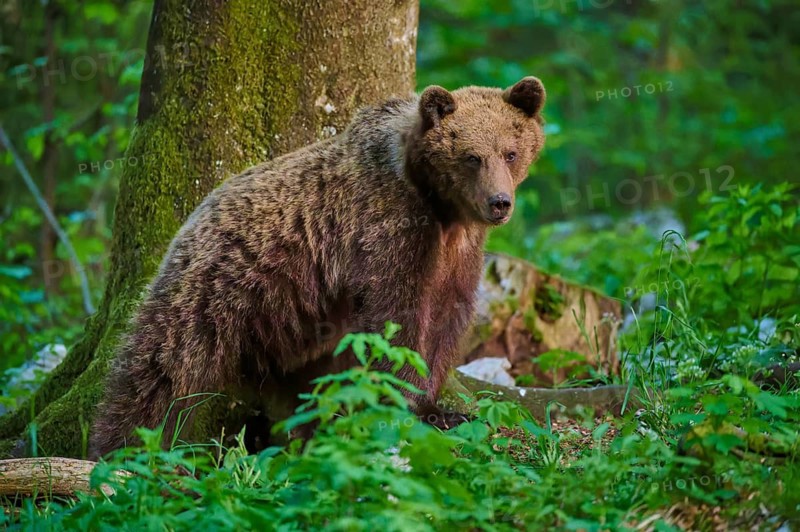 A brown bear watches intently in the dense forest, European brown bear (Ursus arctos), Slovenia