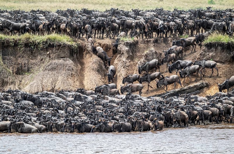 The Great Migration: Huge herds of wildebeest (Connochaetes taurinus) cross the Mara River and swim to the other side, Serengeti, Tanzania