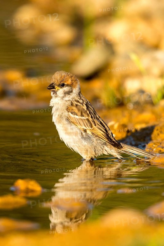 Tree Sparrow, Passer Montanus, Sparrow, Tree Sparrow, Bath, Birds, High Size, Portrait, Passeri, Songbirds, Sparrow, Sparrow, Sparrow, Sparrow, Sparrow, Sparrow, Watering Place