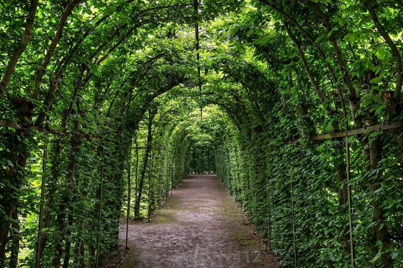 Arbour made of common hornbeam (Carpinus betulus), Upper Franconia, Bavaria, Germany