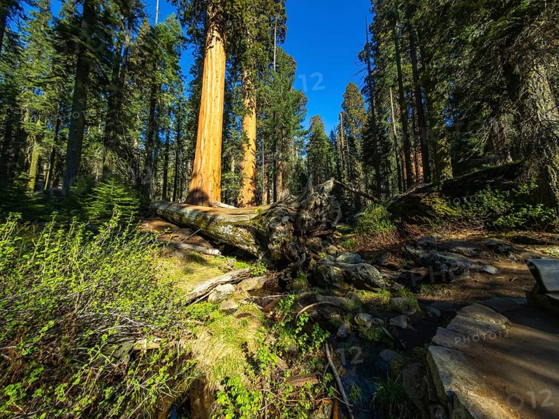 Lush green foliage and fallen logs line a sunlit forest floor, leading towards a stand of towering giant sequoia trees under a clear blue sky in sequoia national park