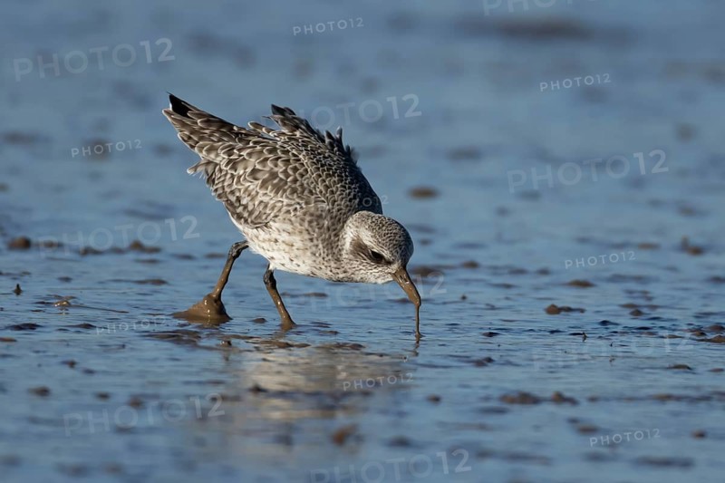 Grey plover (Pluvialis squatarola) adult wader bird in winter plumage pulling a lungworm for food from a mudflat, Norfolk, England, United Kingdom