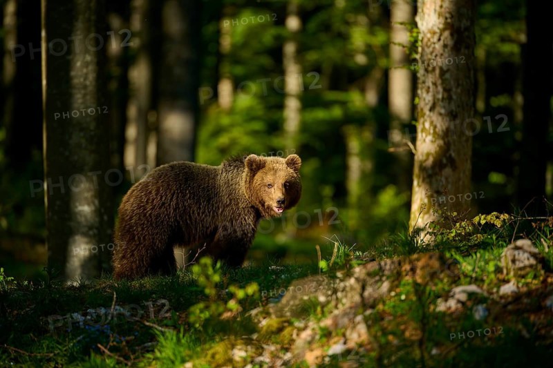 Brown bear in the forest with sunlight and shaded areas, European brown bear (Ursus arctos), Slovenia