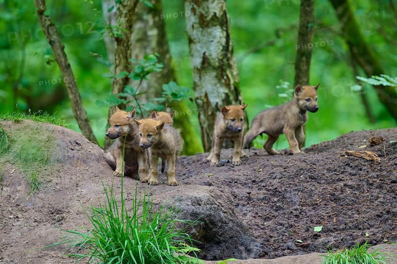 A small group of wolf cubs are curiously exploring their surroundings in the forest, Wolf (Canis lupus), Germany
