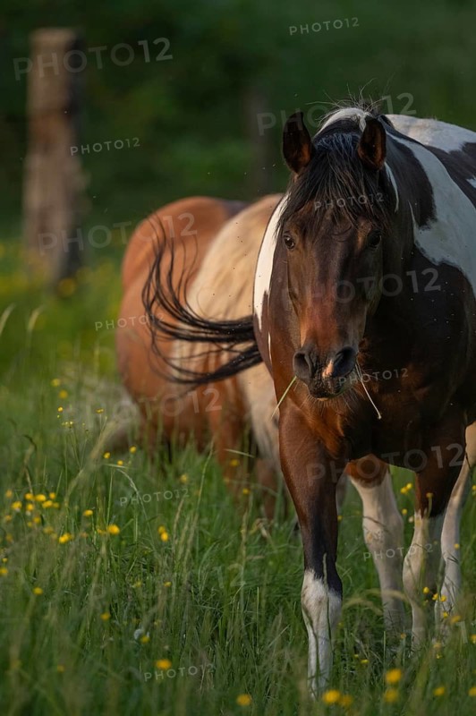 A brown horse with a white spot is standing in a field on a sunny day. He eats grass as he looks around. Lower Rhine Alsace, France